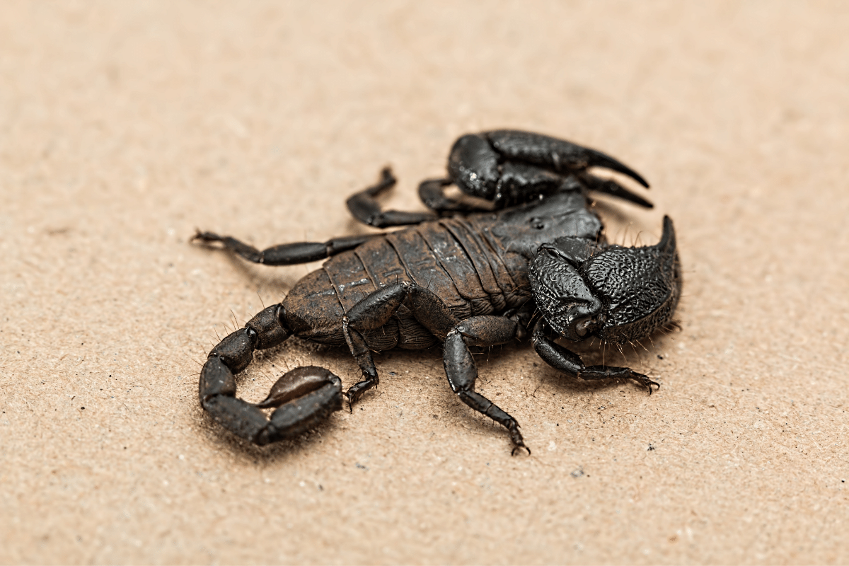Skorpion znaleziony w jednym z lubelskich mieszkań