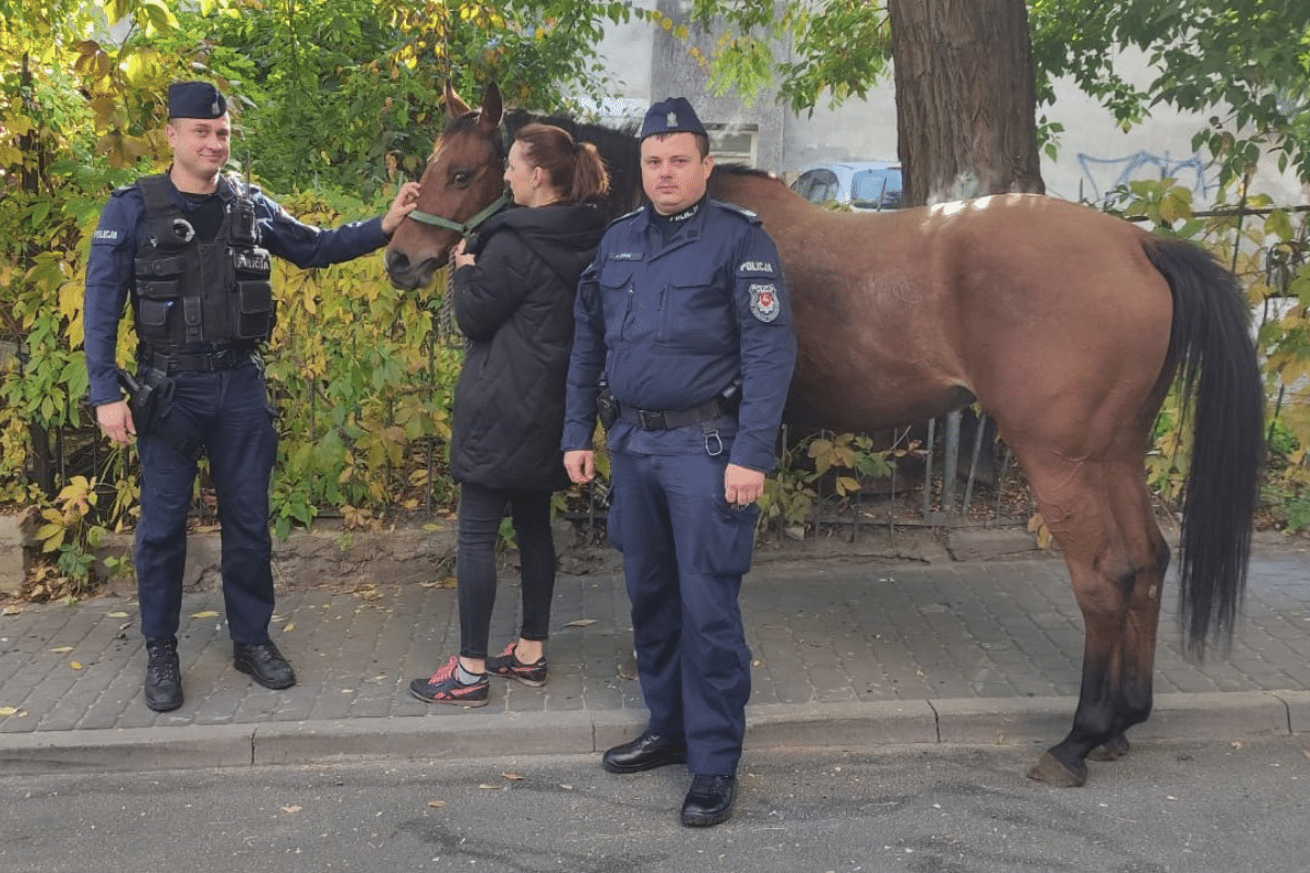 Koń na ulicach Lublina