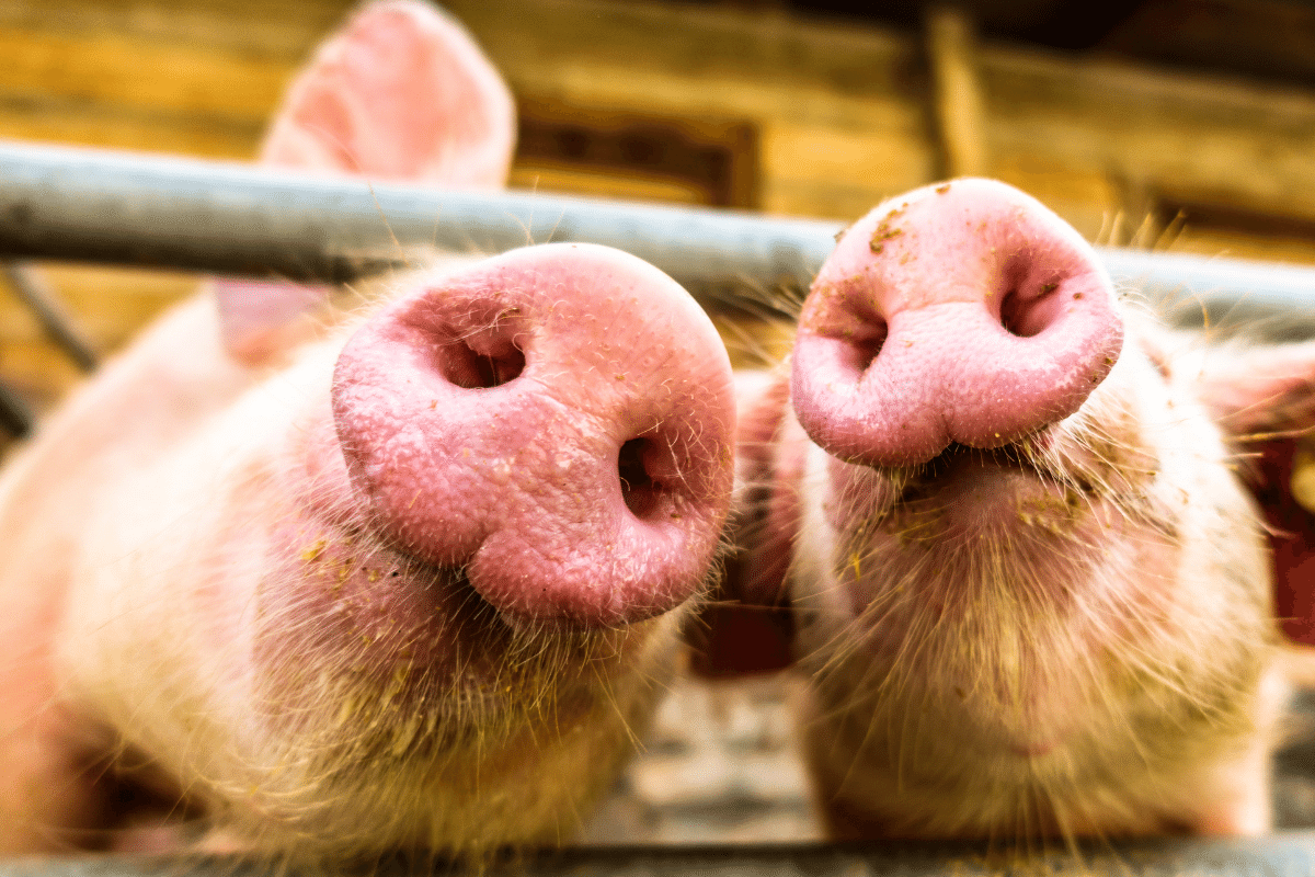 Niekolczykowane świnie powodem do aresztowania rolnika