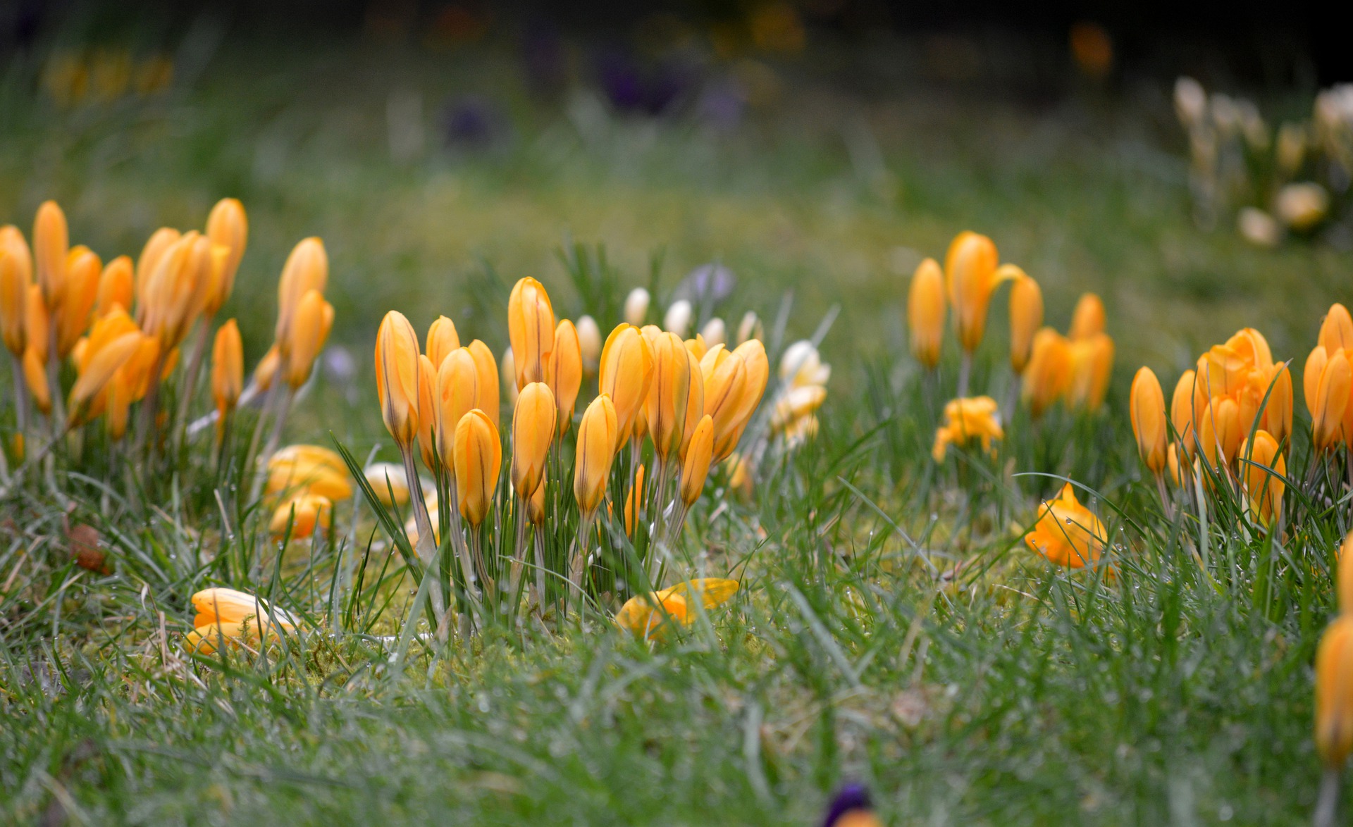 Dzie Wiosny W Lublinie LublinInfo pl